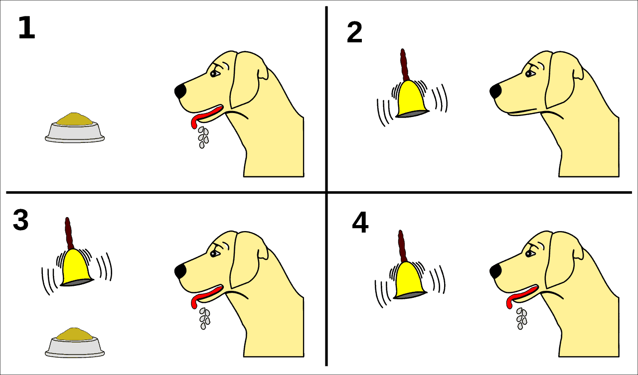 Pavlov's Dogs Experiment