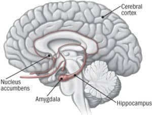 Brain on Smartphones